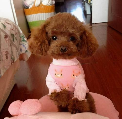 鹿犬与泰迪智商比较（探究宠物智商高低）