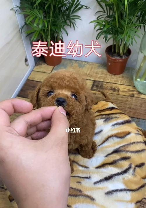 鹿犬与泰迪智商比较（探究宠物智商高低）