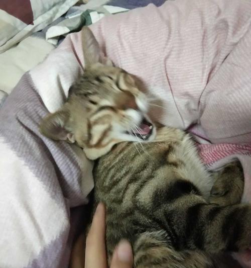 满月小猫为什么不吃饭（探究猫咪的进食习惯及其对宠物健康的影响）