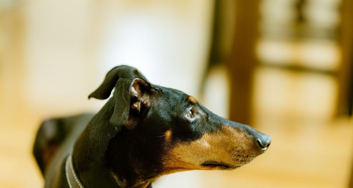 曼彻斯特梗犬的恐惧（揭秘曼彻斯特梗犬最害怕的事情）