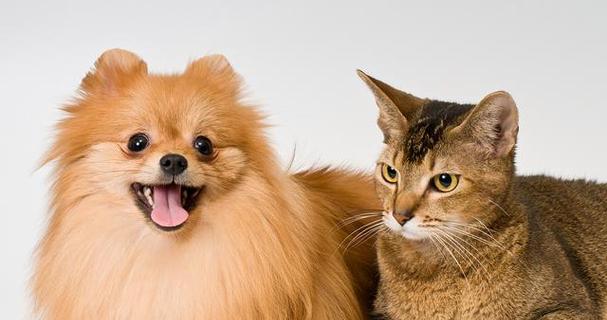 猫爸爸的新伙伴——小猫（以宠物为主的家庭故事/认识小猫的趣事和体验）