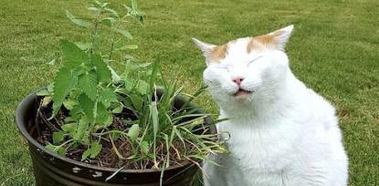 猫薄荷和普通薄荷的区别剖析（以宠物为主）