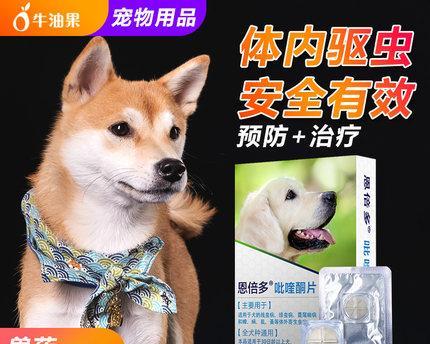 猫被撞吃什么消炎药（宠物的健康需要保护）