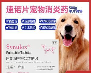 猫被撞吃什么消炎药（宠物的健康需要保护）