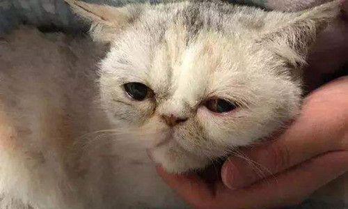 猫鼻支的危害——你需要了解的真相（揭秘猫鼻支的神秘面纱）