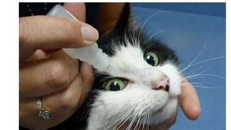 猫鼻支的危害——你需要了解的真相（揭秘猫鼻支的神秘面纱）