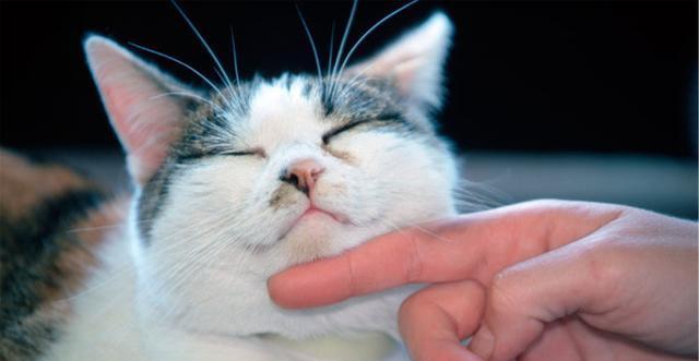 猫鼻支瘤对猫咪健康的影响（了解猫鼻支瘤）