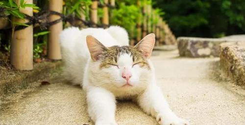 宠物猫鼻支小猫为什么会吐黄水（探究猫鼻支小猫的饮食习惯和健康问题）