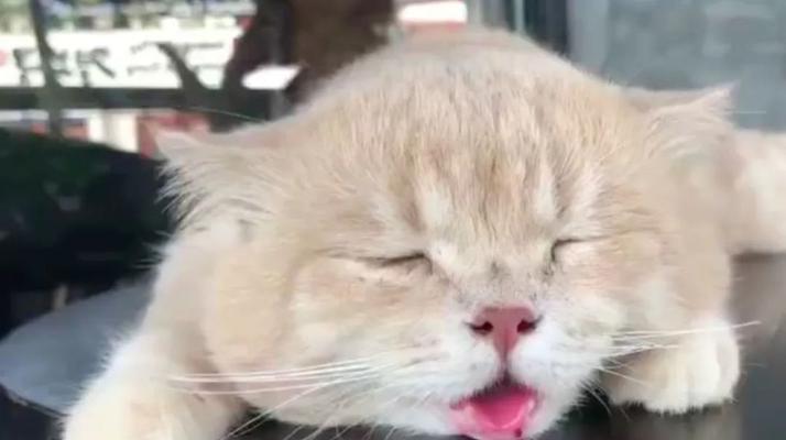 宠物猫鼻子变色的三大原因（如何保持猫咪鼻子的健康与美丽）