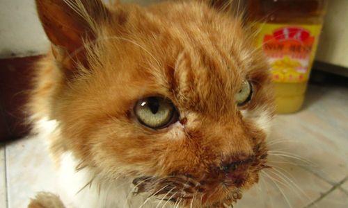 宠物猫鼻子出血应对全攻略