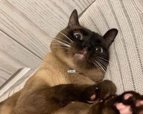 宠物猫鼻子出血应对全攻略