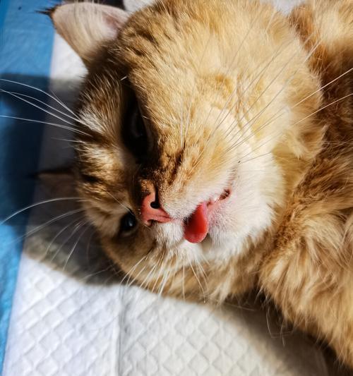 宠物猫鼻子流血的病因（了解猫咪鼻子出血的原因和对策）