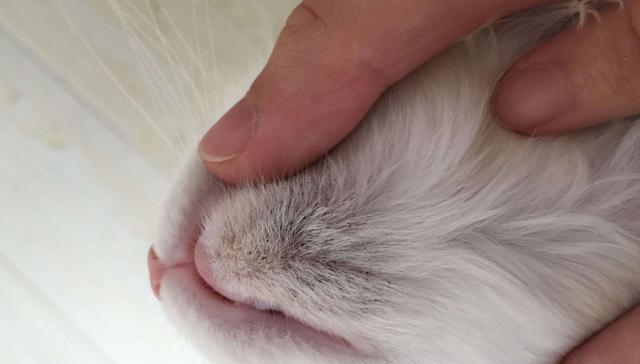 猫鼻子上的黑点是什么（探秘猫咪的鼻子奥秘）