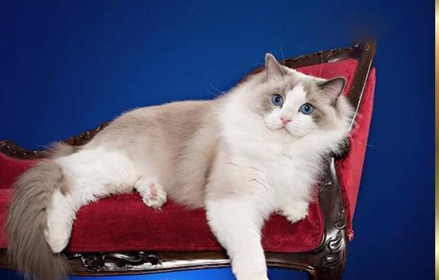 猫不理布偶猫舍（探秘猫不理布偶猫舍的布偶猫品种）