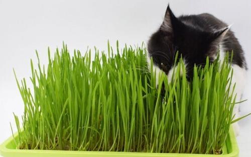 猫草（宠物猫为何爱吃猫草）
