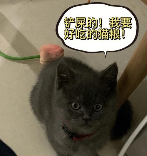 当宠物的饮食成为人类的餐桌