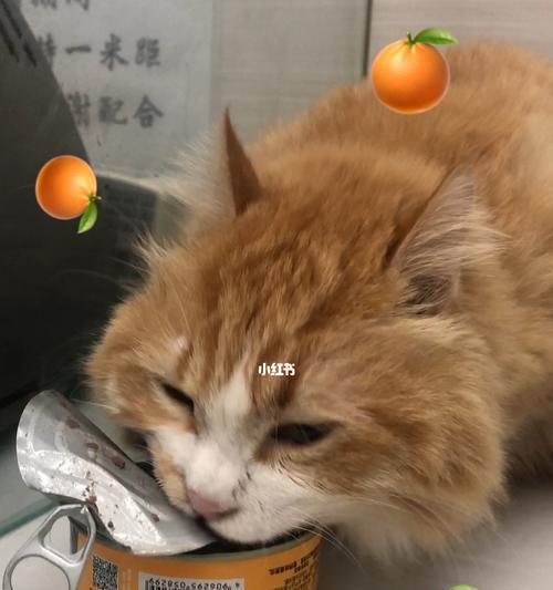 当宠物的饮食成为人类的餐桌