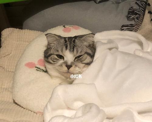 猫得肠胃炎，如何调理饮食（以宠物为主）