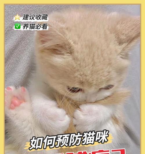 如何避免你的爱猫得到毛球症？