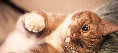 猫的体温是多少（探索猫咪的身体健康——了解宠物猫体温的重要性）