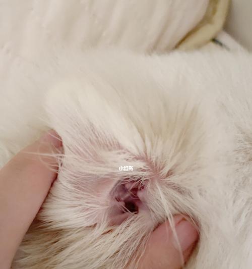 猫咪耳朵烫，该怎么办（预防、治疗和注意事项）