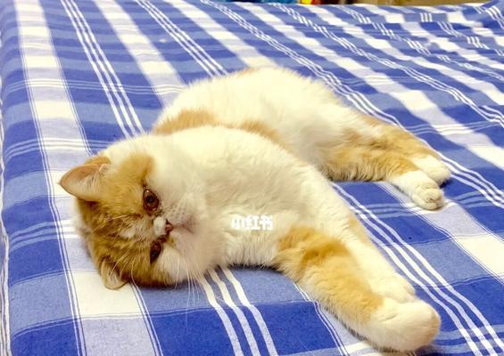 如何预防和处理宠物猫毛吸入肺（千万别小瞧宠物猫毛）