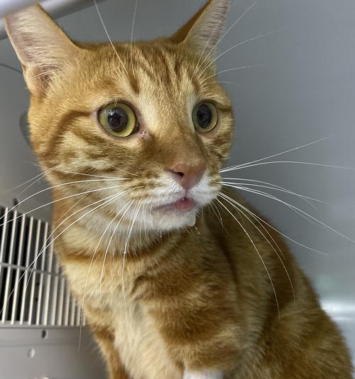 如何预防和处理宠物猫毛吸入肺（千万别小瞧宠物猫毛）
