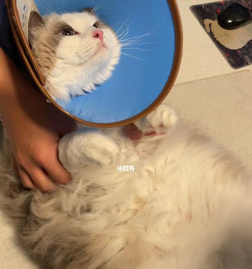 如何打理和修剪宠物猫的毛（让您的猫咪更加美丽健康）