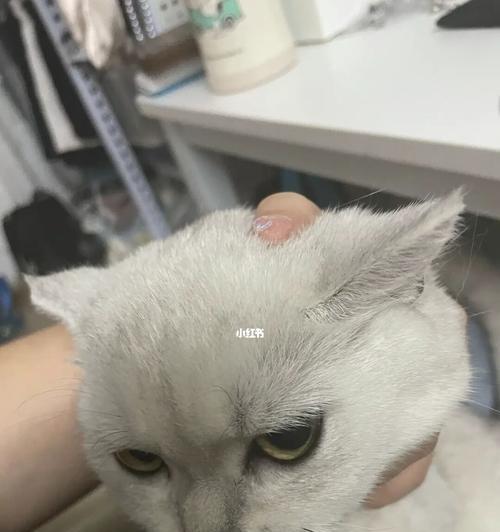 如何打理和修剪宠物猫的毛（让您的猫咪更加美丽健康）