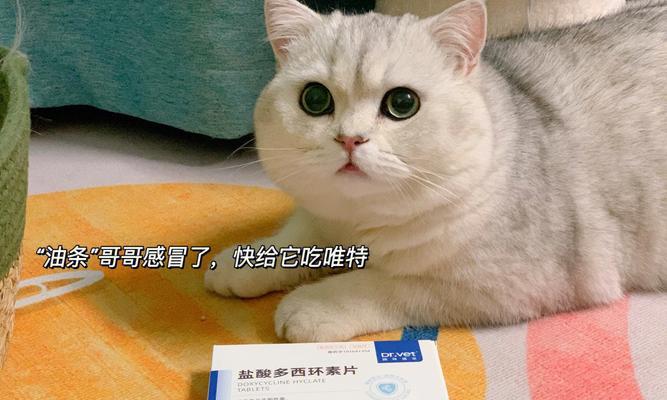 如何治疗宠物猫的普通感冒（掌握这些方法）