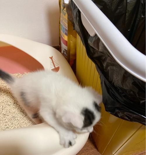 宠物猫生产必备用品（为您的爱猫做好准备）
