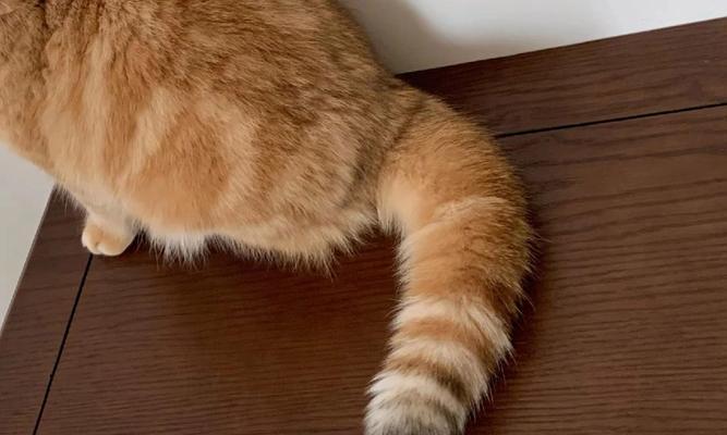 探究猫的尾巴与不同功能（猫咪尾巴变幻无穷）