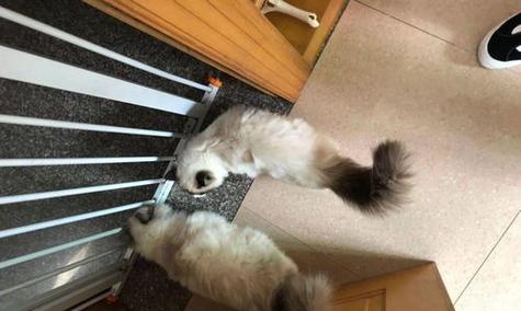 猫尾的秘密（揭开宠物猫尾巴的7个意义）
