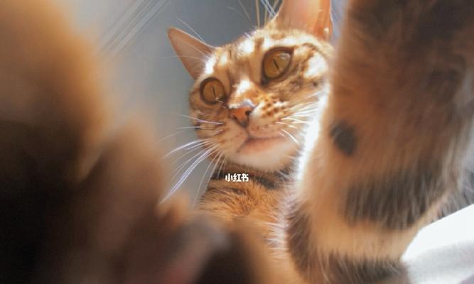 小猫不见了，我该怎么办（宠物失踪）