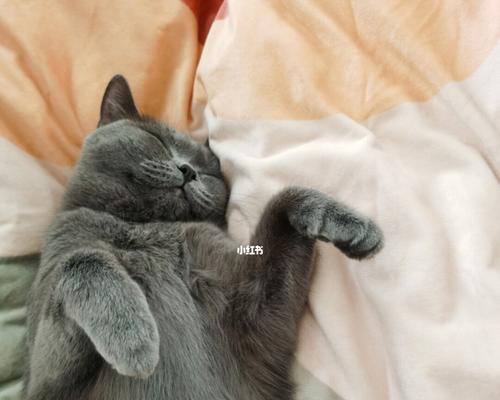 猫的血红蛋白正常值及重要性（宠物猫健康指标之一）