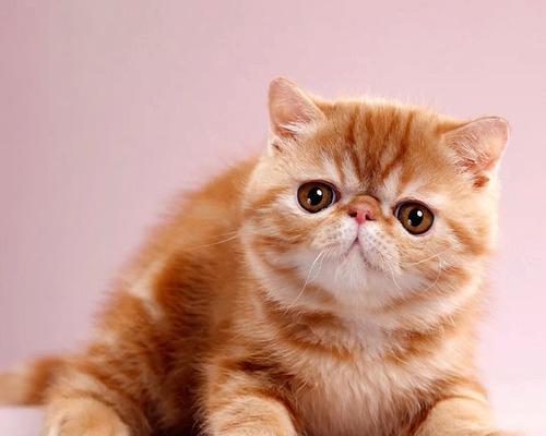猫的血红蛋白正常值及重要性（宠物猫健康指标之一）