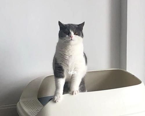 从粑粑开始，教你如何正确收拾猫咪的排泄物（宠物养护必知）