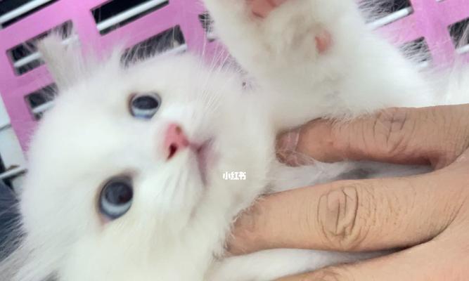 宠物猫第一次生产的关键知识（掌握猫妈妈和宝宝的健康与幸福）