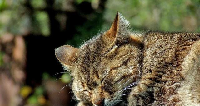 宠物猫淀粉酶偏高的病因与治疗（探究猫淀粉酶偏高的症状、原因和预防方法）