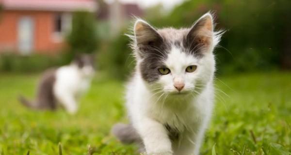 宠物猫淀粉酶偏高的病因与治疗（探究猫淀粉酶偏高的症状、原因和预防方法）