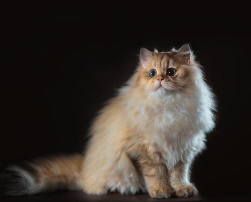 如何帮助宠物猫减少掉毛问题（提供正确的饮食和护理可以减少猫咪的掉毛问题）