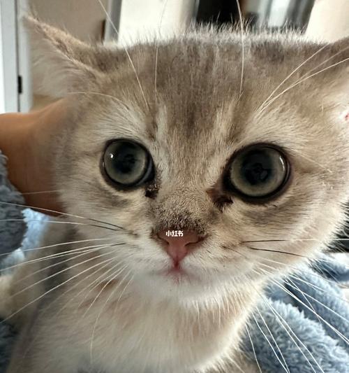 猫的眼屎问题全解析（为什么猫都有眼屎）