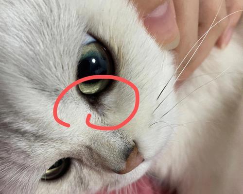 猫的眼屎问题全解析（为什么猫都有眼屎）