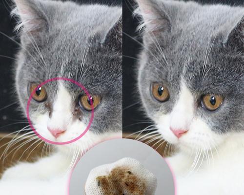猫的眼屎问题全解析（为什么猫都有眼屎）