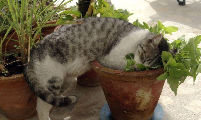 猫的植物是什么（从宠物视角看待猫与植物的关系）