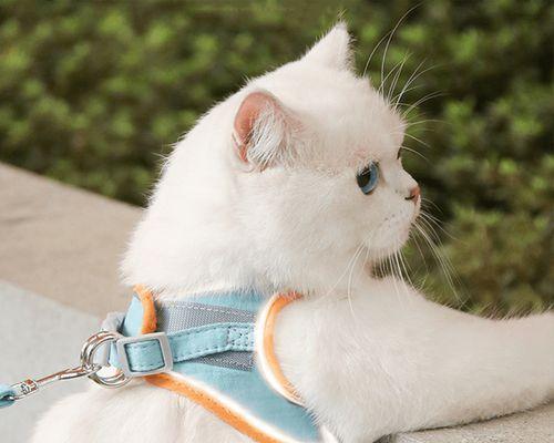 猫妈妈的咬蹬之爱（探寻猫妈妈对小猫的爱与管教方式）
