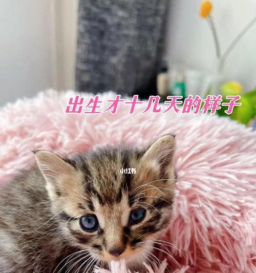 猫的繁殖周期和生殖能力详解（猫多大不能生小猫）