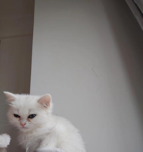 猫咪生育的年龄（从什么时候开始）