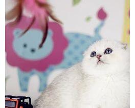 揭开折耳猫的神秘面纱——从年龄来看（揭开折耳猫的神秘面纱——从年龄来看）