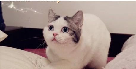 探秘猫咪折耳的神秘世界（从年龄到外形）